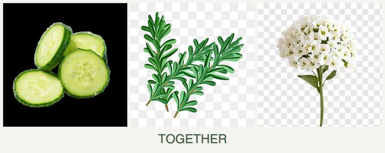 Can you plant cucumbers, rosemary and alyssum together?