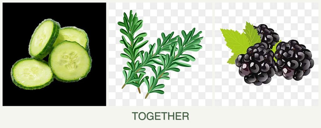 Can you plant cucumbers, rosemary and blackberries together?