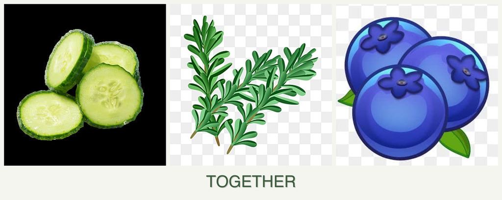 Can you plant cucumbers, rosemary and blueberries together?