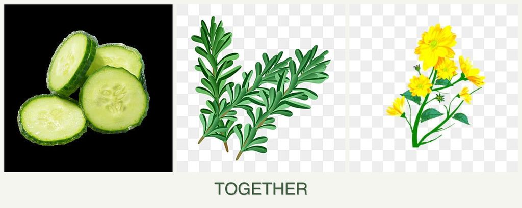 Can you plant cucumbers, rosemary and calendula together?
