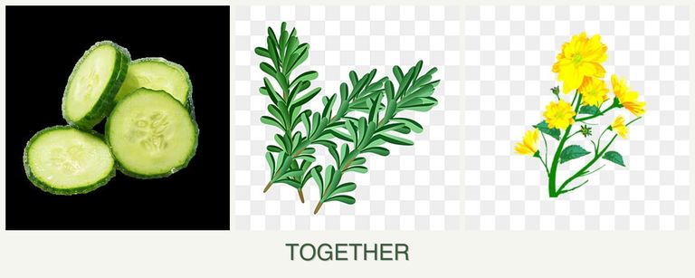 Can you plant cucumbers, rosemary and calendula together?