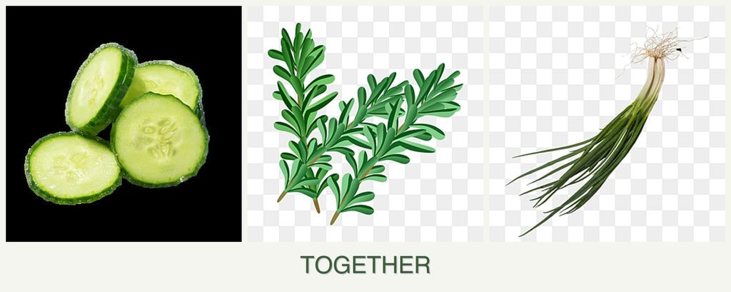 Can you plant cucumbers, rosemary and chives together?