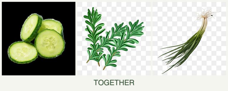 Can you plant cucumbers, rosemary and chives together?