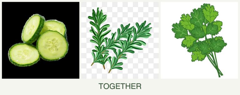 Can you plant cucumbers, rosemary and cilantro together?