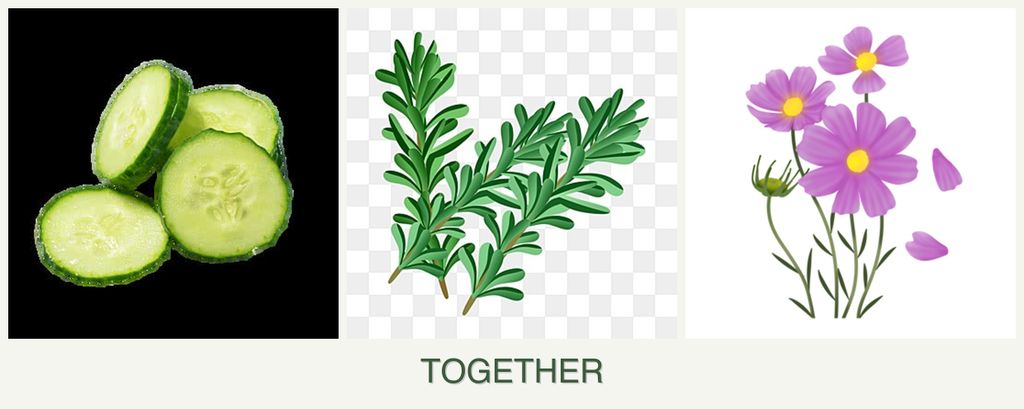 Can you plant cucumbers, rosemary and cosmos together?