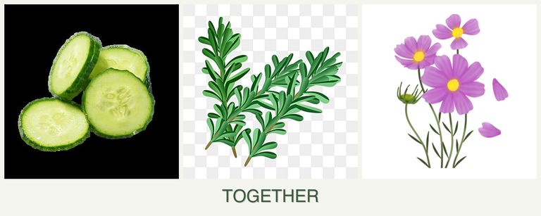 Can you plant cucumbers, rosemary and cosmos together?
