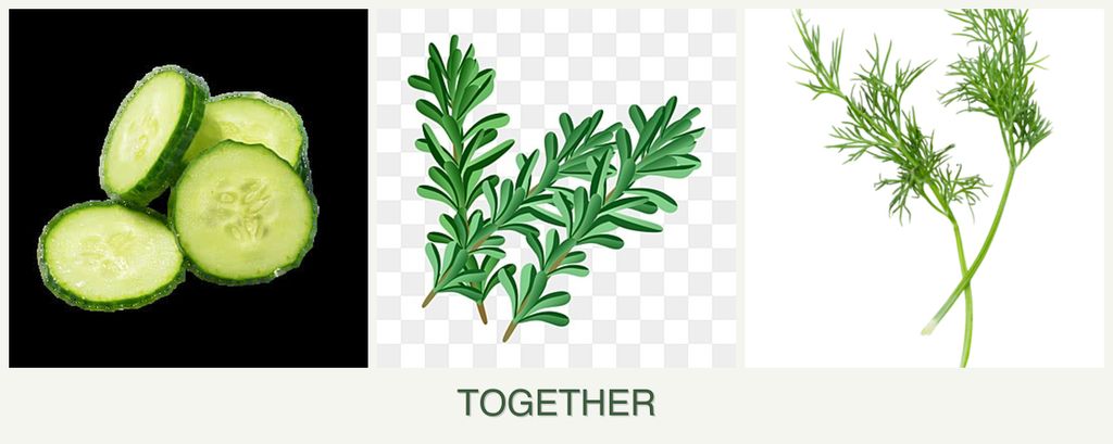 Can you plant cucumbers, rosemary and dill together?