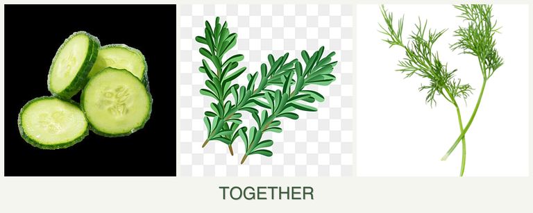 Can you plant cucumbers, rosemary and dill together?