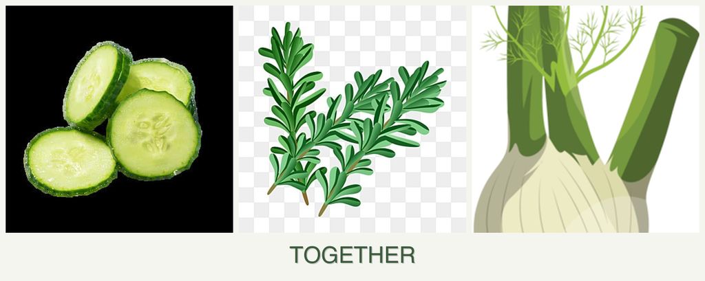 Can you plant cucumbers, rosemary and fennel together?