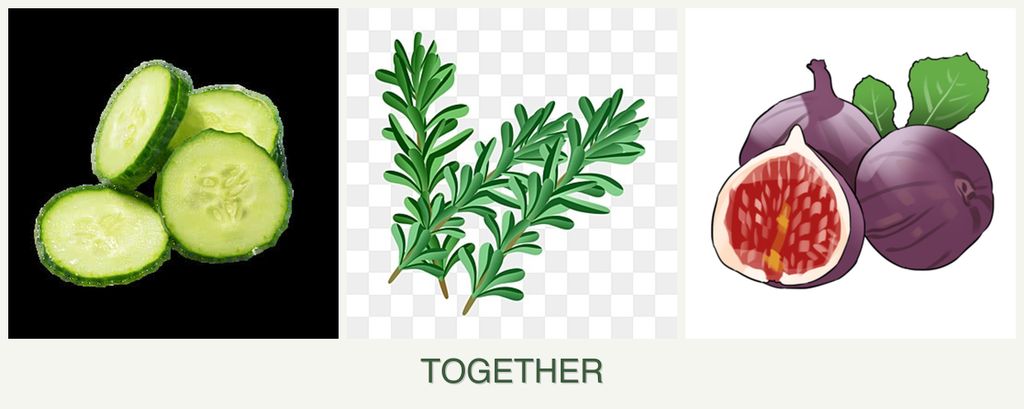 Can you plant cucumbers, rosemary and figs together?