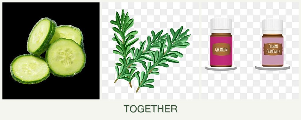 Can you plant cucumbers, rosemary and geraniums together?