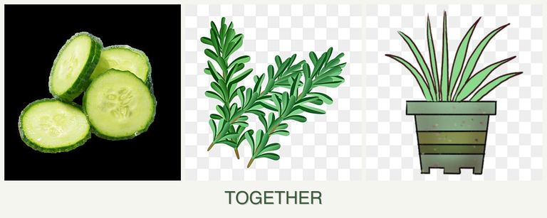 Can you plant cucumbers, rosemary and lemongrass together?