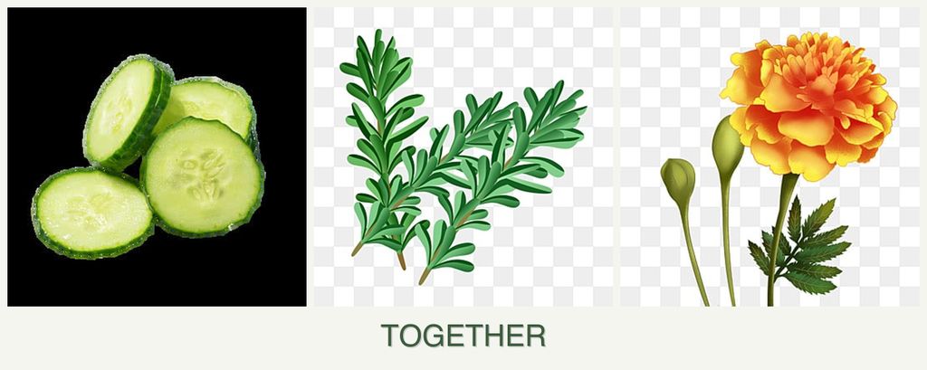 Can you plant cucumbers, rosemary and marigolds together?
