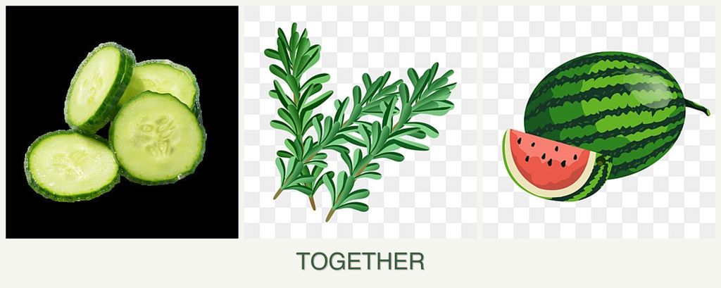 Can you plant cucumbers, rosemary and melons together?