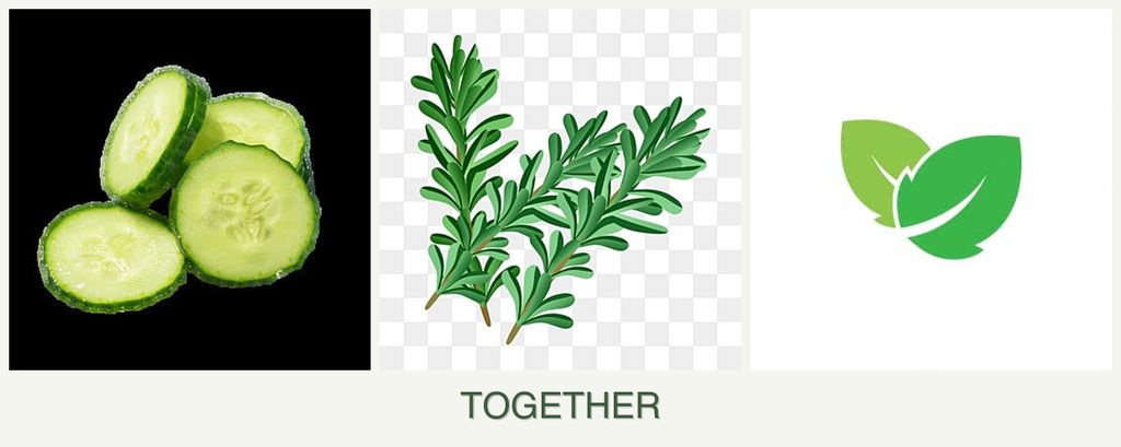 Can you plant cucumbers, rosemary and mint together?