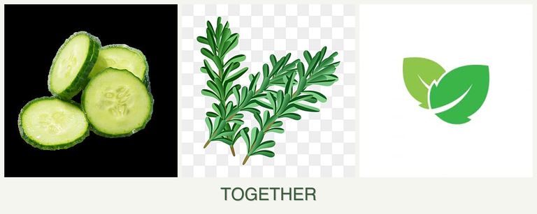 Can you plant cucumbers, rosemary and mint together?