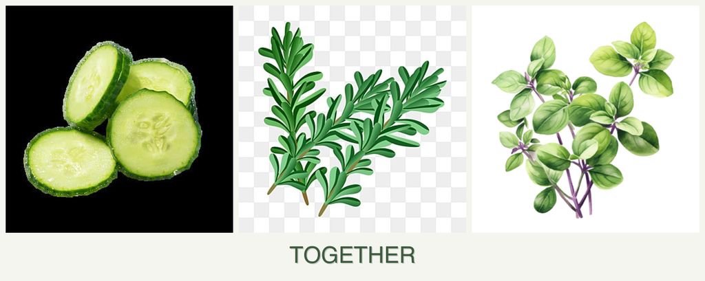 Can you plant cucumbers, rosemary and oregano together?