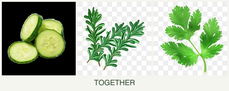 Can you plant cucumbers, rosemary and parsley together?