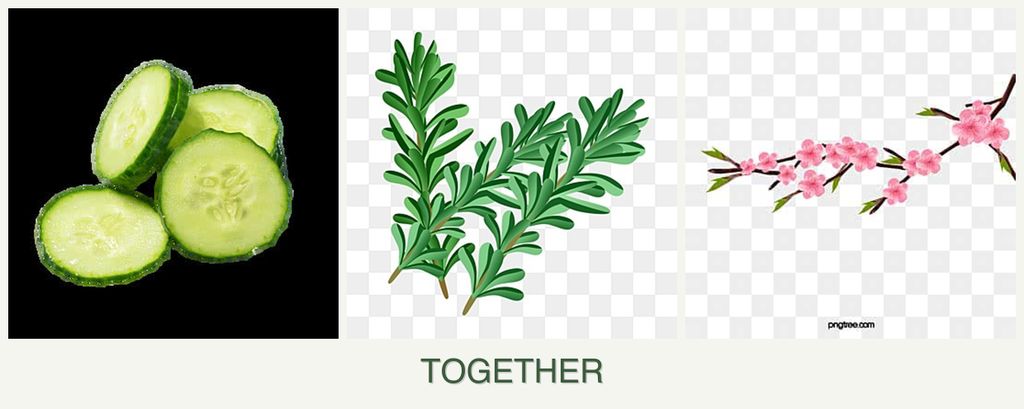 Can you plant cucumbers, rosemary and peaches together?