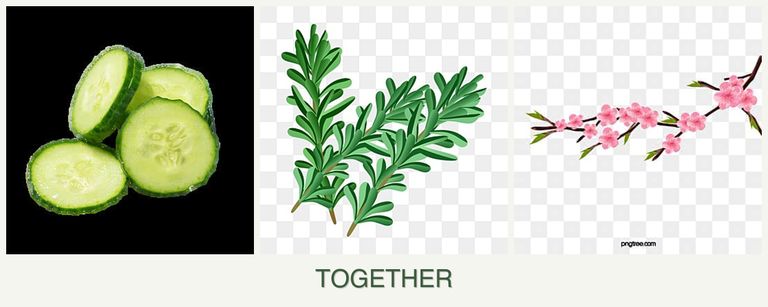 Can you plant cucumbers, rosemary and peaches together?