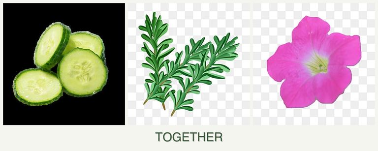 Can you plant cucumbers, rosemary and petunias together?