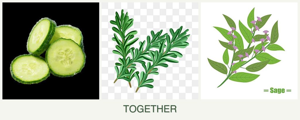 Can you plant cucumbers, rosemary and sage together?