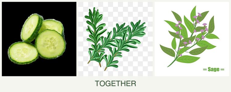 Can you plant cucumbers, rosemary and sage together?