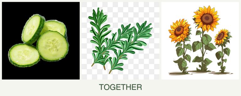 Can you plant cucumbers, rosemary and sunflowers together?