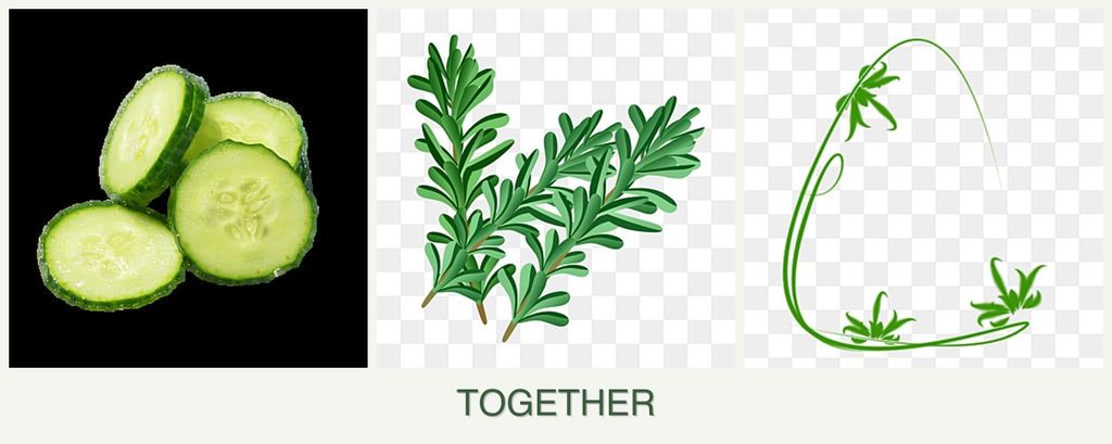 Can you plant cucumbers, rosemary and tarragon together?