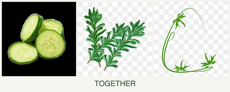 Can you plant cucumbers, rosemary and tarragon together?