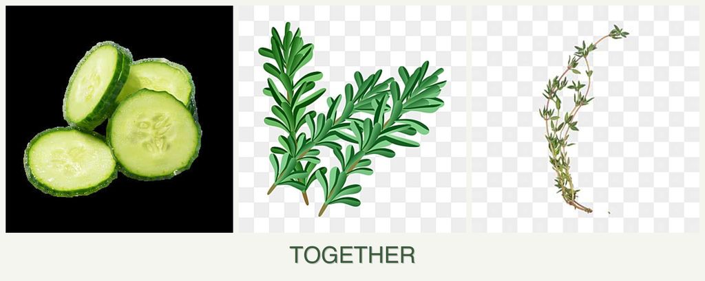 Can you plant cucumbers, rosemary and thyme together?