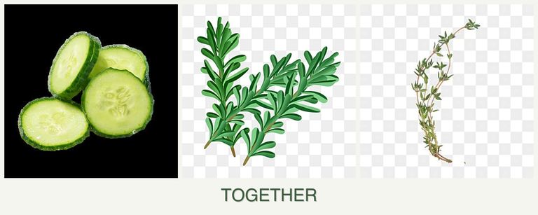 Can you plant cucumbers, rosemary and thyme together?