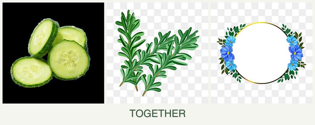 Can you plant cucumbers, rosemary and zinnias together?