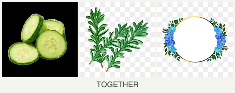 Can you plant cucumbers, rosemary and zinnias together?
