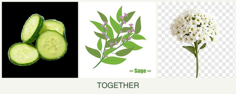 Can you plant cucumbers, sage and alyssum together?