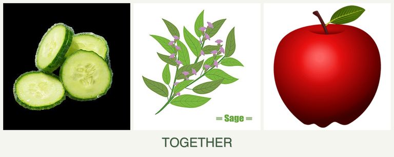 Can you plant cucumbers, sage and apples together?