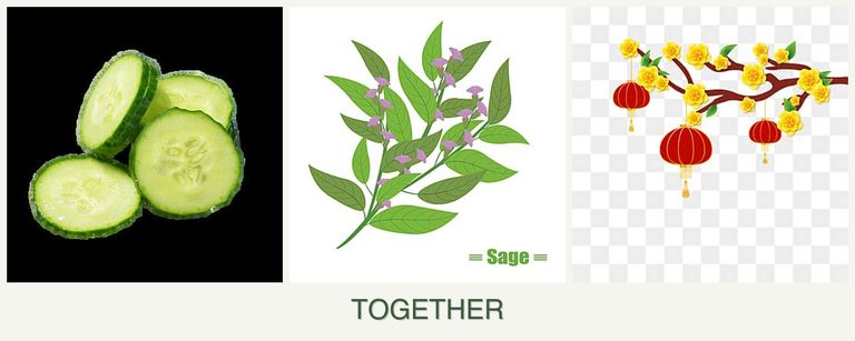 Can you plant cucumbers, sage and apricots together?