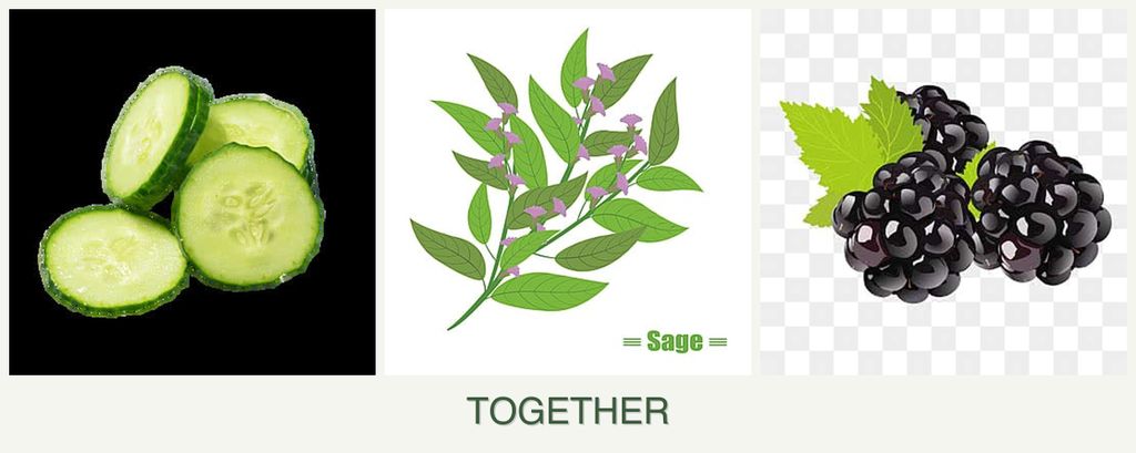 Can you plant cucumbers, sage and blackberries together?
