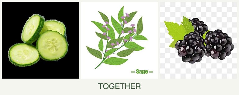 Can you plant cucumbers, sage and blackberries together?