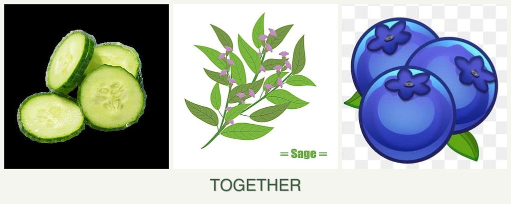 Can you plant cucumbers, sage and blueberries together?