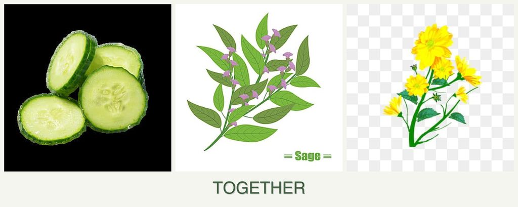 Can you plant cucumbers, sage and calendula together?