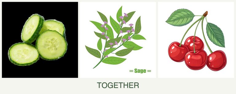 Can you plant cucumbers, sage and cherries together?