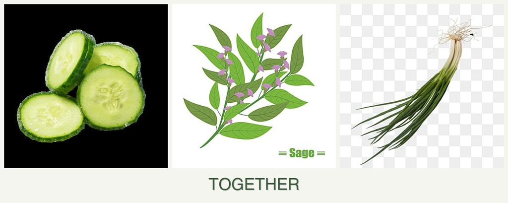 Can you plant cucumbers, sage and chives together?