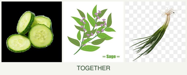 Can you plant cucumbers, sage and chives together?