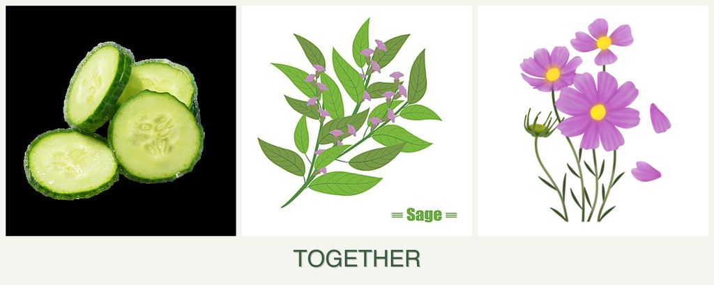 Can you plant cucumbers, sage and cosmos together?
