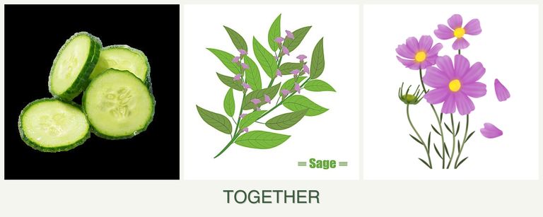 Can you plant cucumbers, sage and cosmos together?