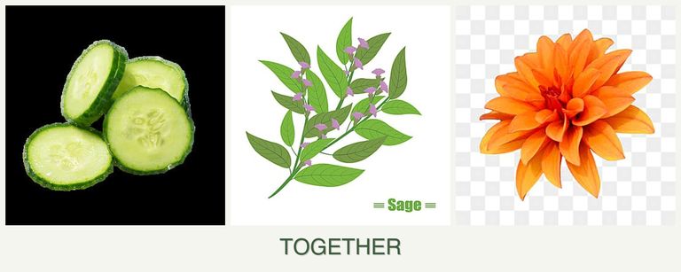 Can you plant cucumbers, sage and dahlias together?