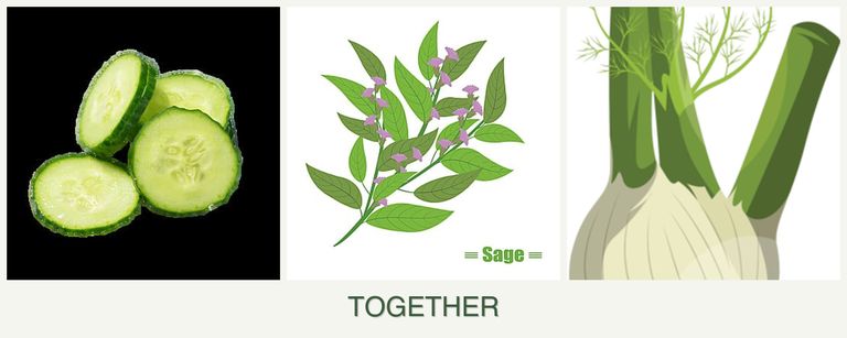 Can you plant cucumbers, sage and fennel together?