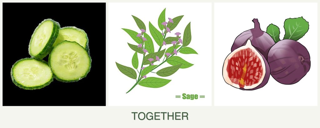Can you plant cucumbers, sage and figs together?