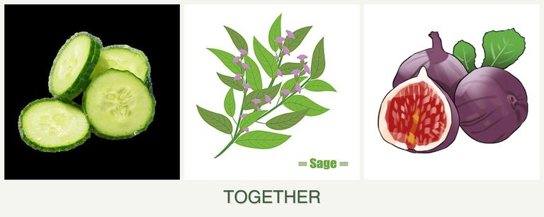 Can you plant cucumbers, sage and figs together?